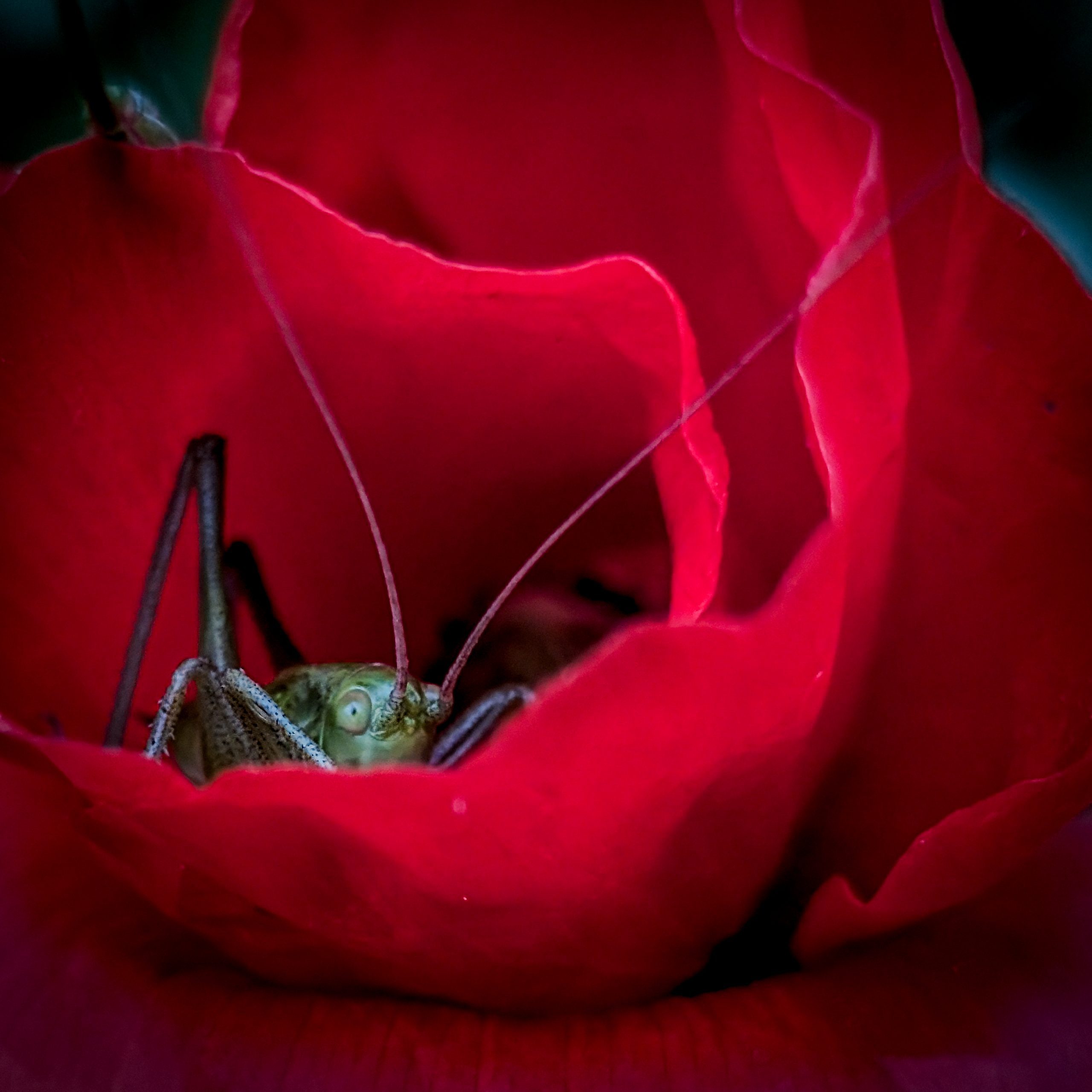 Hüpfer im Mohn