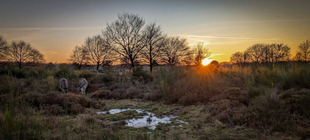 Sonnenuntergang im Geisterbusch