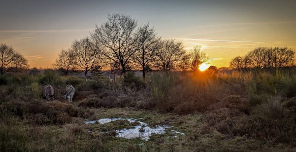 Winterliche Wahner Heide