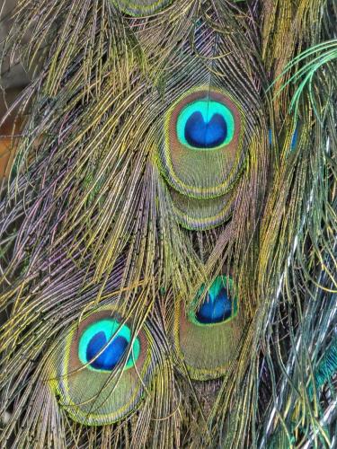 Pfau