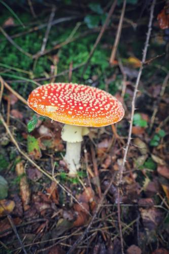 Fliegenpilz