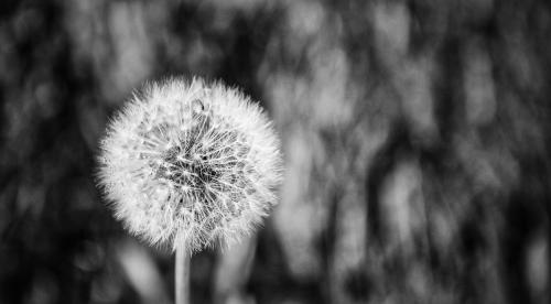 Pusteblume