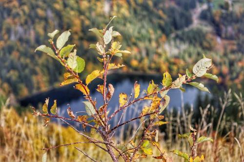 Feldbergsee