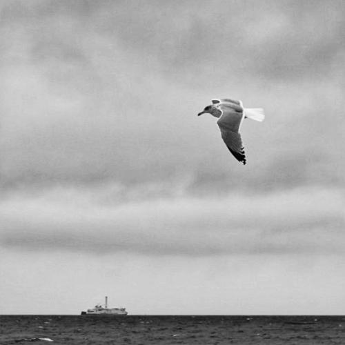 Möwe