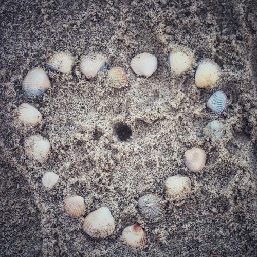 Muschelherz