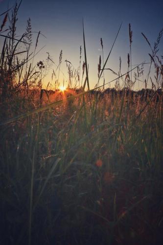 Sonne versinkt im Gras