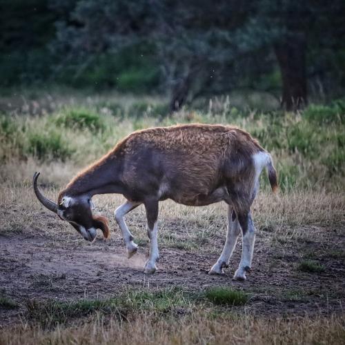 Ziege wirbelt Staub auf
