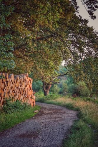 Weg hinunter zum Geisterbusch