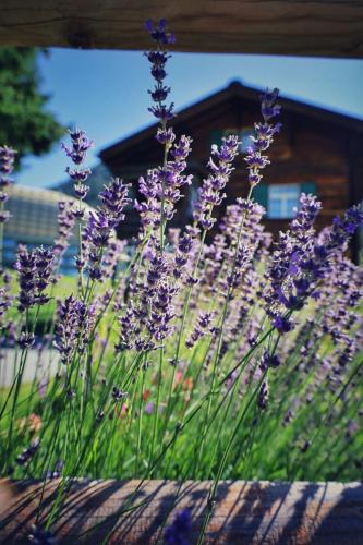 Blumige Aussichten