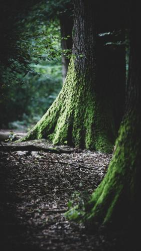 Licht und Schatten im Königsforst