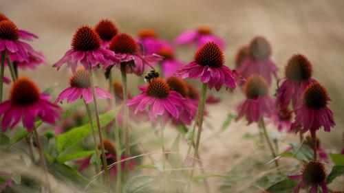 Blumenmeer