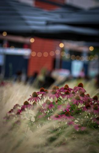 Blumenmeer