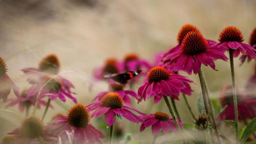 Blumenmeer