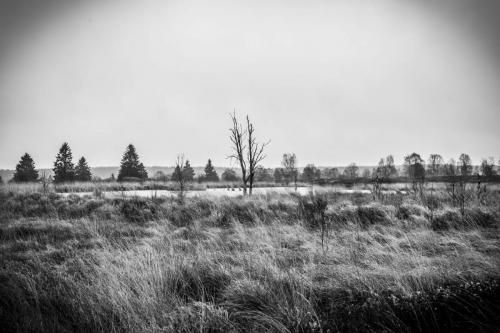 Hohes Venn