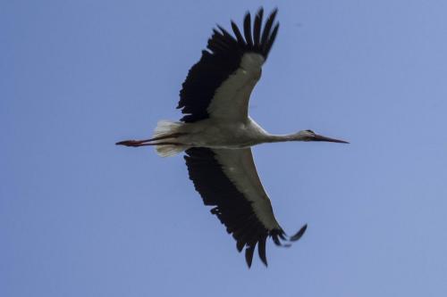 Storch