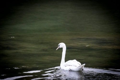 Schwanensee