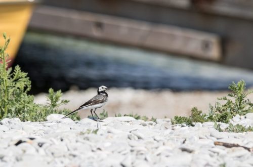 Bachstelze (Motacilla alba)