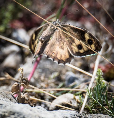 Ockerbindiger Samtfalter (Hipparchia semele)