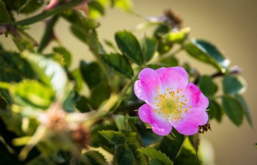 Apfel-Rose (Rosa rubiginosa) - im Deutschen auch Wein-Rose genannt - riecht (O-Ton Tourguide) wie das Apfelshampoo von Head & Shoulders - ist wirklich so