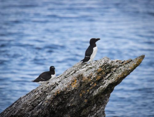 Tordalke - ebenso wie die Trottellummen ein Alk-Vogel und auch sehr verbreitet auf der Insel