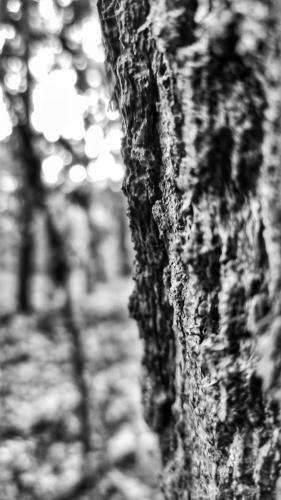 Schattenspiel