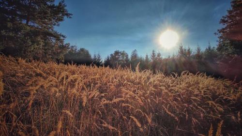 Field of gold