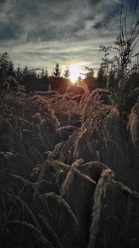 Fields of gold