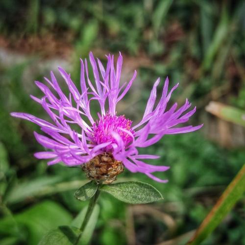 Herbstblume