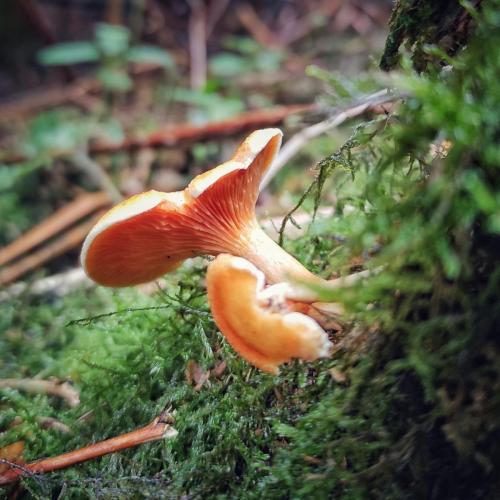 Pilz