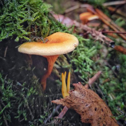 Pilz