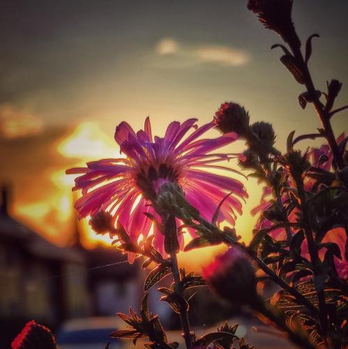 "Sonnenblume"