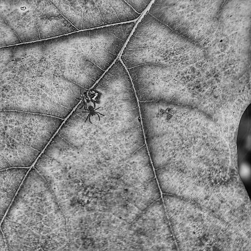 Blatt schwarz-weiß