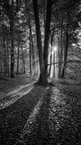 Lichtspiel