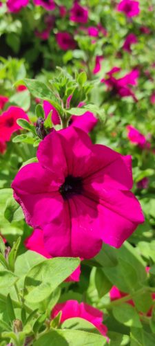 Blume in Jönköping