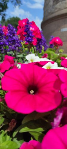 Blumen