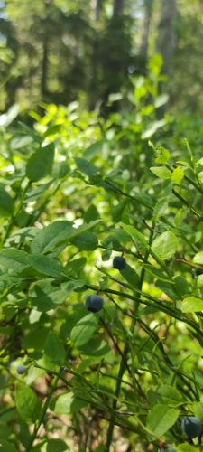 Blaubeere