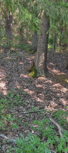 Eichhörnchen