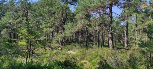 Wald