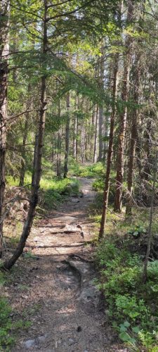 Wald