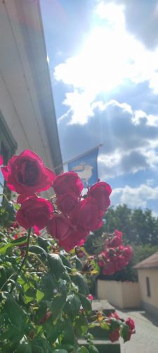 Rosen und im Hintergrund Gotlands Flagge