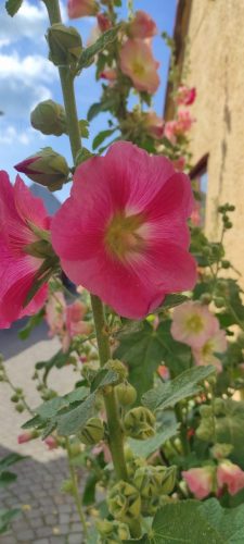 Blumen auf den Straßen Visbys