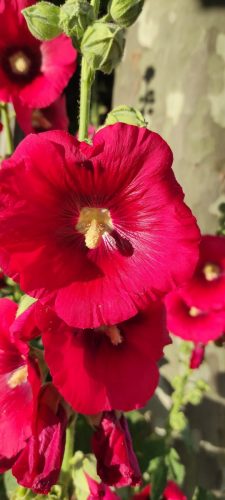 Blumiges Visby