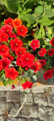 Blumiges Visby