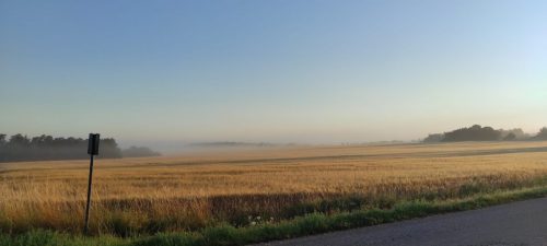 Nebelschleier über Gotland