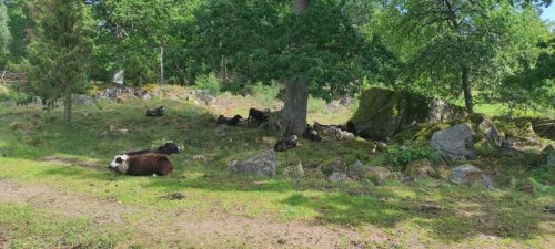 Stensjö by Schafe