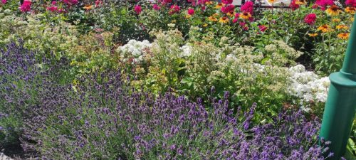 Blumen in Vimmerby