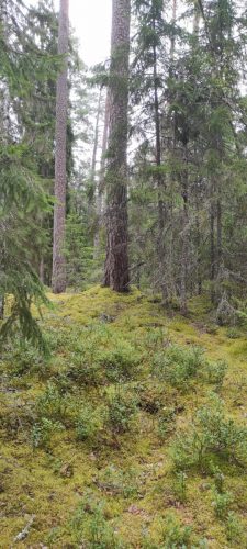 Natiolpark Norra Kvill