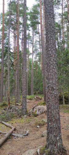 Natiolpark Norra Kvill