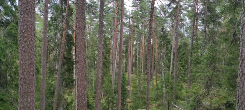 Natiolpark Norra Kvill