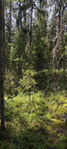 Naturreservat Skurugata